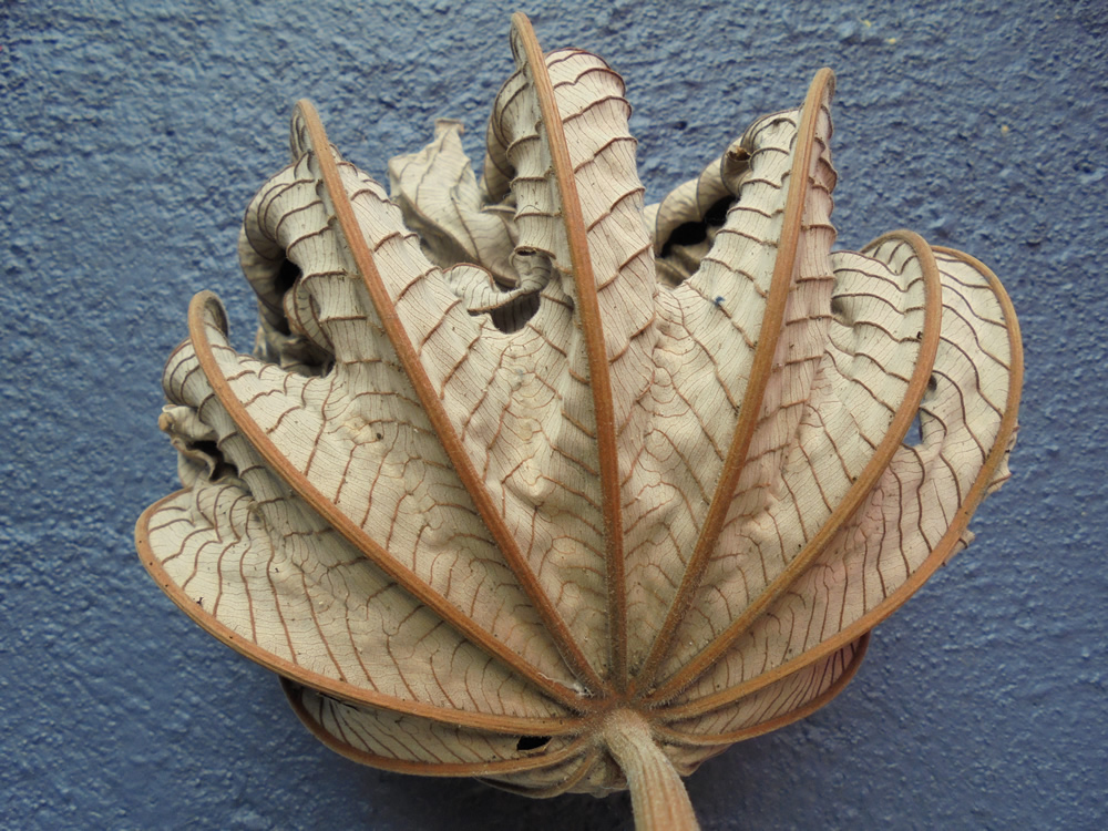 mexico-dead-leaf-2