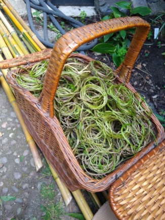 bindweed basket